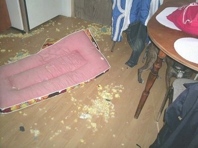 There is foam everywhere and a mattress in the middle of the floor. Diesel the Valley Bulldog is under the kitchen table