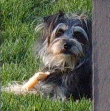 Daisy the Cairnoodle is laying against a house outside in a yard with a rawhide bone between her front paws