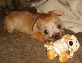 Lucy, the Carkie puppy (Cairn Terrier / Yorkie hybrid) at 4 months old and 1½ pounds