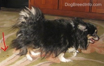 The right side of a black with tan and white fluffy small longhaired Chihuahua dog walking across a rug, its mouth is open and its tongue is out. There is a red arrow pointing at a wet spot on the rug.