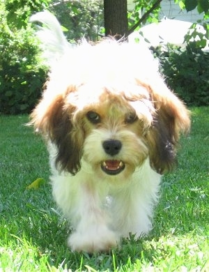 View from the front - A furry, tan with white Cavachon puppy is walking down grass and its head is level with its body. Its mouth is open and it is making good eye contact with the camera.