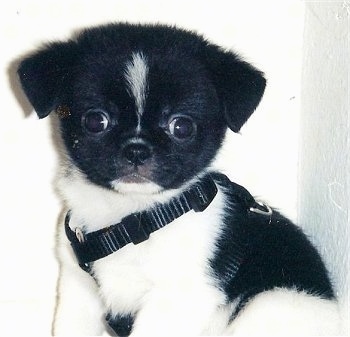 Close Up - Cole the black and white Cheeks puppy is sitting against a white wall wearing a black harness