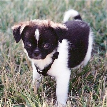 Cole the black and white Cheeks puppy is standing outside in grass