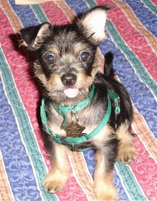 Close up front view - A black with tan Cheeks puppy is sitting on a bed and it is looking up and its tongue is sticking out. One of its ears is up and the other is flopped over. It is wearing a small green harness.