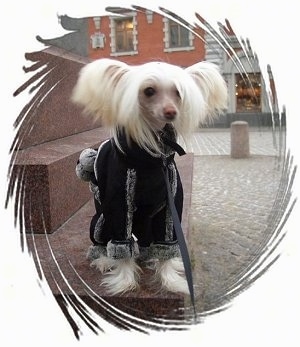 Faiter Samuraj the Chinese Crested Dog standing outside on a marble step with a jacket on