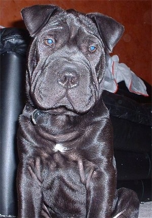 Close up front view - A wrinkly black Chinese Shar-Pei puppy is sitting on a carpet, it is looking down and its head is slightly tilted to the right. There is a couch behind it. The dog has a big head with a lot of extra skin all over its body.