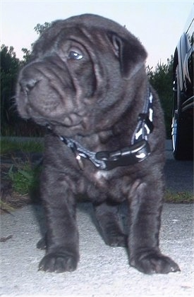 Close up front view - A wrinkly black Chinese Shar-Pei puppy is standing in a driveway and it is looking to the left. The dog has a big head.