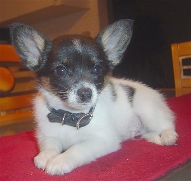 Close Up - Romeo the white, black and brown Chion Puppy is laying on a red blanket and looking forward