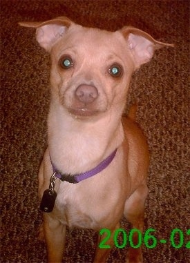 Mello the tan and white Chipin is wearing a purple collar and sitting on a carpet and looking up at the camera