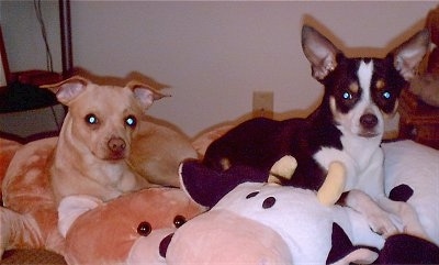 Mello and BB the ChiPins are laying on top of a large bear and cow plush stuffed animals on top of a bed