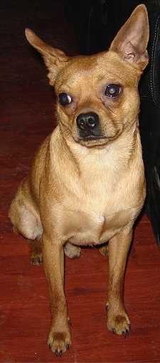 Bruno the Chipin is sitting next to a couch and on a hardwood floor with his head tilted and looking to the left