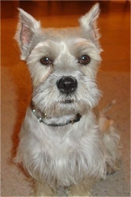 Close Up - Luigi the gray Chonzer is sitting on a carpeted floor and looking forward. He looks like a Schnauzer dog.