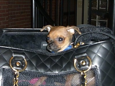 Monster the Chug puppy is sitting inside of a black leather handbag.