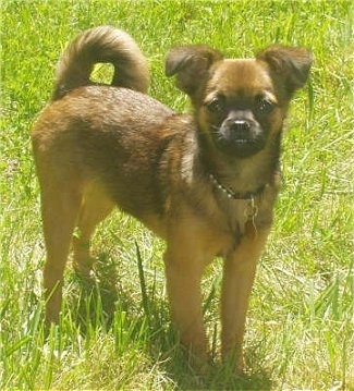 Dolly the Chussel is standing outside in grass and looking towards the camera holder