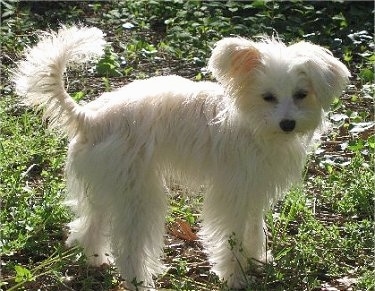 Right Profile - A long coated, white Crestepoo puppy is standing in grass looking to the right of its body.