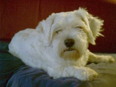 Sasha the white Daisy Dog is laying on a bed