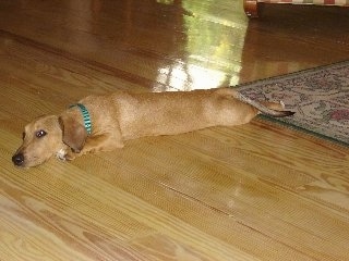 Oscar the tan Doxle puppy is laying down all stretched out on a hardwood floor. There is a rug behind him