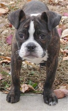 Dante the brown brndle and white English Boston-Bulldog puppy is standing in a yard with his front paws on a sidewalk