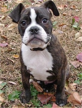 Dante the brown brindle and white English Boston-Bulldog Puppy is sitting in a field with brown grass looking up