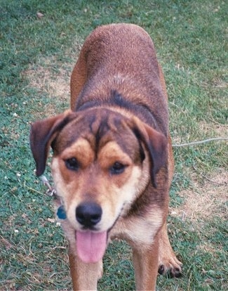 Mae the brown, tan and black tipped English Mastweiler is standing outside and its mouth is open and tongue is out