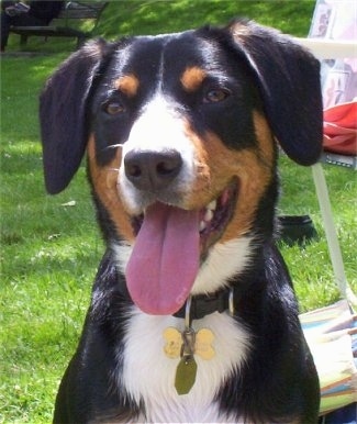 Close Up - Shasta the black, tan and white Entlebucher dog is sitting outside with a lawn chair behind her. Her mouth is open and her tongue is out