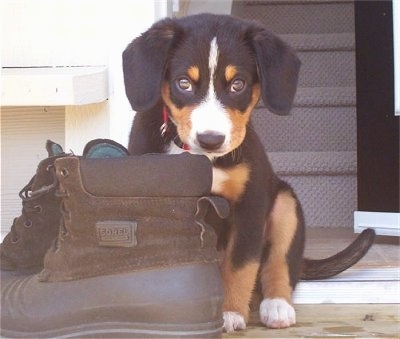 Shasta the black, tan and white Entlebucher puppy is sitting in front of a door next to a pair of brown boots.