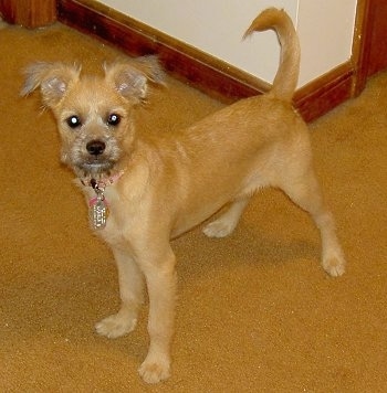 Emma the tan shaved Eskifon is standing on a carpet and looking forward