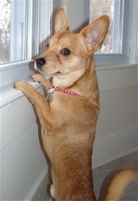 A bat-eared, short-haired tan with white Mountain Feist Dog is jumped up at a white window sill looking out of the window. The dog has short legs.