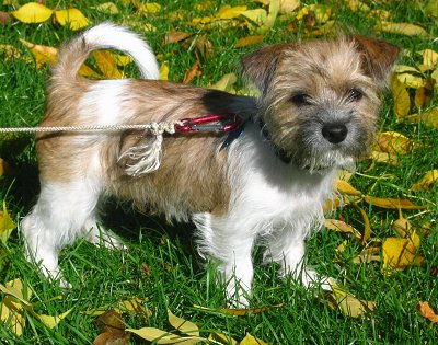 A tan and white with black Fo-Tzu puppy is standing in grass and there are yellow leaves around it