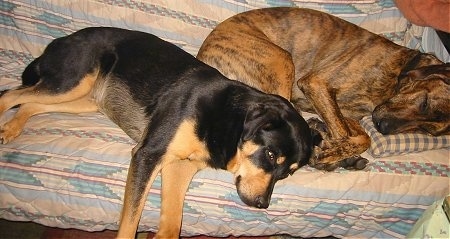 A black and tan English Mastweiler and a brown brindle Great Dane/Golden Retriever mix are laying on their sides on top of a human's bed