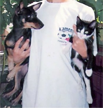 A person in a white t-shirt holding a black and tan German Pinscher dog in one arm and a black and white at in the other arm. The dog is looking wide-eyed and alert at the cat.