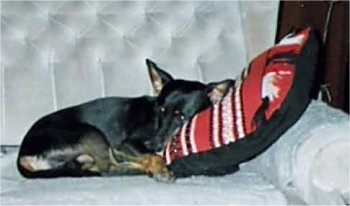 a black and tan German Pinscher is laying on a silver couch on a red, white and black pillow