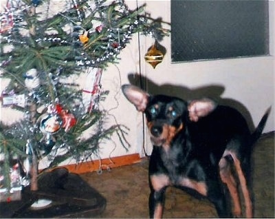 A black and tan German Pinscher is laying next to a Christmas tree with a door behind it. The dog's large ears are sticking out to the sides.