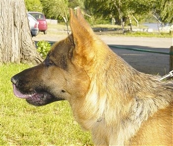 Close up head shot - A tan and black German Shepherd is standing in a yard with a tree in the background licking its own nose
