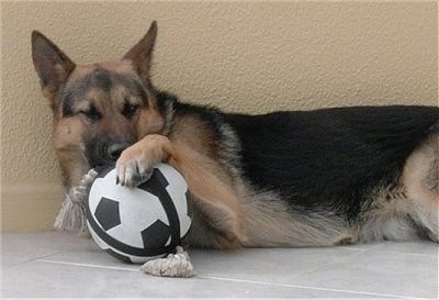 A black and tan German Shepherd is laying on its side against a yellow wall on a white tiled floor with on paw up on top of a toy soccer ball and a rope toy that are in front of it