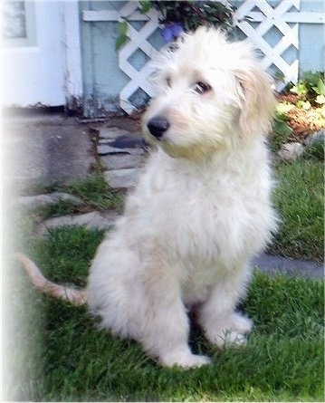 A cream colored Goldendoodle is sitting in grass in front of a baby-blue house