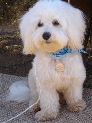 A white Havachon wearing a light blue bandanna is sitting on a tan throw rug that is outside.