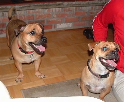 Two Jug dogs are standing and sitting on a brown Pergo floor and a tan throw rug in front of a brick fireplace next to a person in a red shirt.