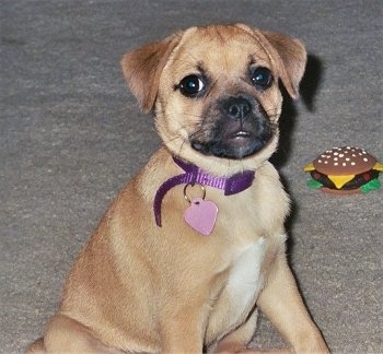 A Jug puppy is sitting on a tan carpet and there is a squeaky toy hamburger behind it