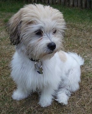 A fluffy white with tan and black La-Chon is sitting outside in brown grass looking down and to the right.