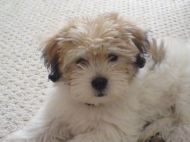 A fluffy white with tan and black La-Chon puppy is laying on a tan carpet and looking forward