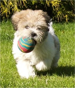 View from the front - A white with tan and black La-Chon puppy is running down grass with a colorful green, yellow, blue and red ball in its mouth