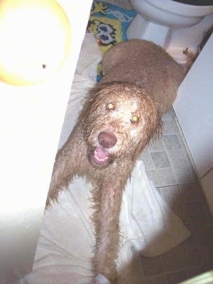 A wet tan Labradoodle is laying on a tan tiled floor in  a bathroom and there is a white toilet behind it. It is looking up and its mouth is open