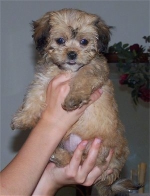 lhasa poodle puppies