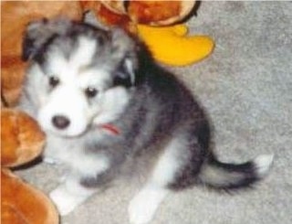 A fluffy little, stuffed toy looking, black with white puppy is sitting on a tan carpet and in front of a brown teddy bear.