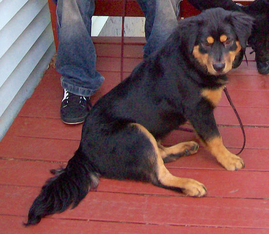 A shorthaired black and tan dog with longer hair on his ears and tail sitting on a red deck