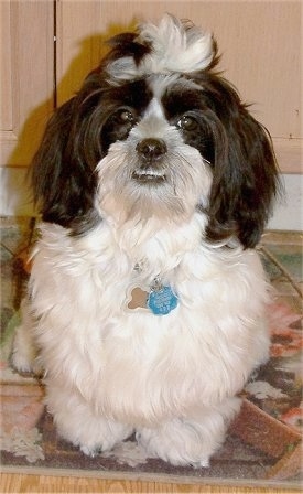 View from the front - A longhaired black and white Mauzer is standing on a throw rug in front of a wooden cabinet.