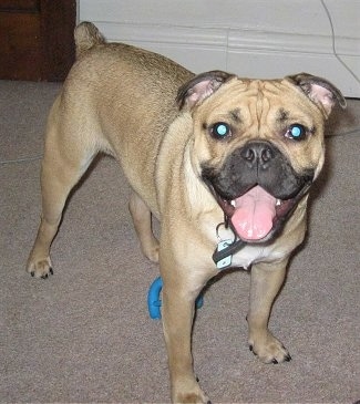 Pug Cross Bulldog