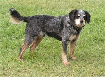 Side view - A black with tan and white Cocker Spaniel/Blue Heeler is standing in grass and it is looking towards the camera.