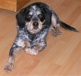 Front view - A drop-eared, black with tan and white merle Cocker Spaniel/Blue Heeler is laying on a hardwood floor looking up.